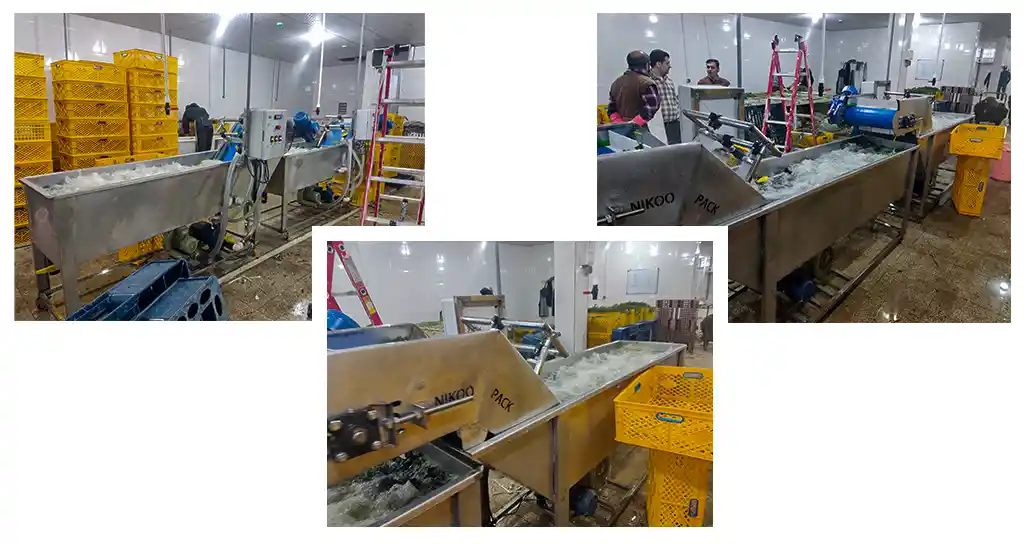 خط تولید سبزیجات آماده دستگاه شستشوی سبزیجات صنعتی