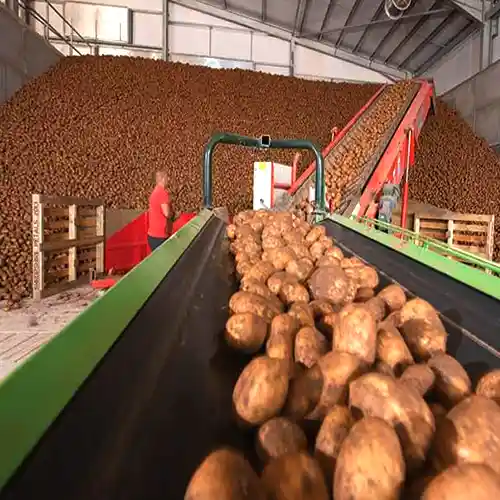 خط تولید سیب زمینی نیمه آماده ذخیره سیب زمینی