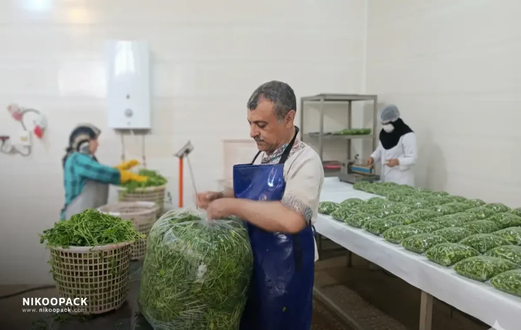راه اندازی مغازه سبزی خرد کنی بستهبندی و نگهداری سبزی