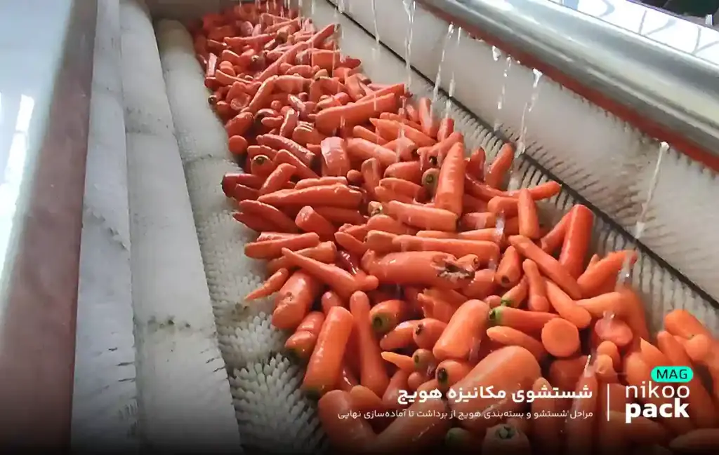 از برداشت تا بسته بندی هویج شستشوی مکانیزه هویج