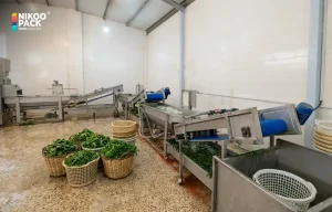 دستگاه شستشوی سبزی صنعتی